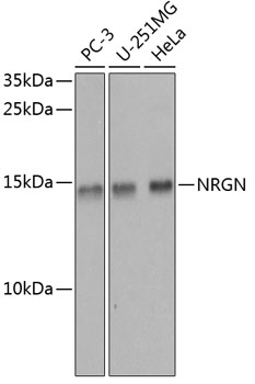 NRGN Polyclonal Antibody