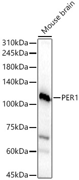 PER1 Polyclonal Antibody