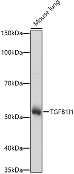 TGFB1I1 Polyclonal Antibody