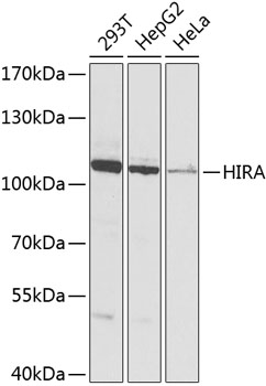 HIRA Polyclonal Antibody