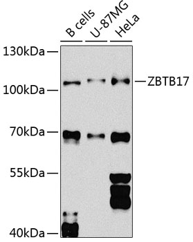 ZBTB17 Polyclonal Antibody