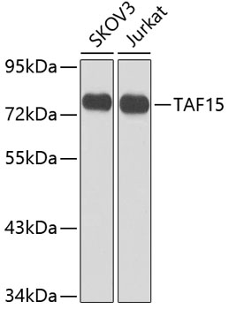 TAF15 Polyclonal Antibody