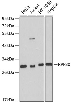 RPP30 Polyclonal Antibody