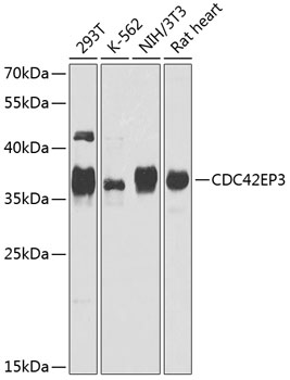 CDC42EP3 Polyclonal Antibody