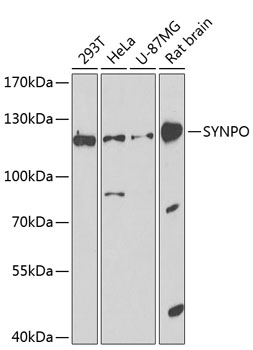 SYNPO Polyclonal Antibody
