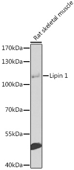 Lipin 1 Polyclonal Antibody