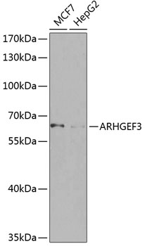ARHGEF3 Polyclonal Antibody