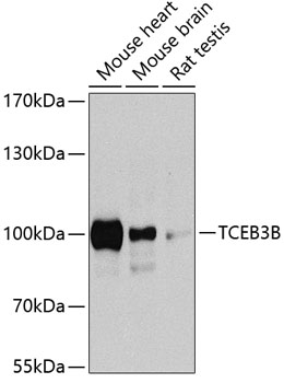 TCEB3B Polyclonal Antibody