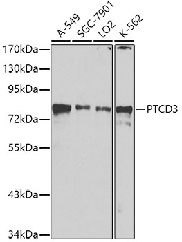 PTCD3 Polyclonal Antibody