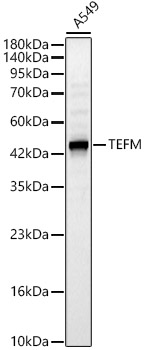 TEFM Polyclonal Antibody