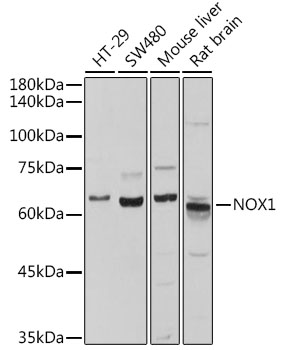 NOX1 Polyclonal Antibody