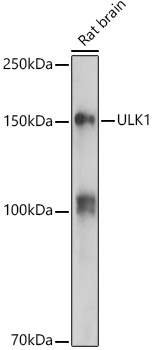 ULK1 Polyclonal Antibody