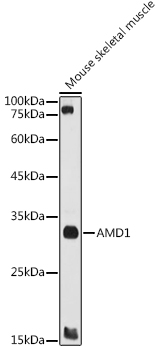AMD1 Polyclonal Antibody