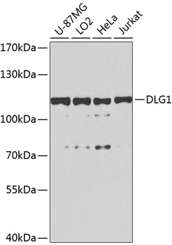 DLG1 Polyclonal Antibody