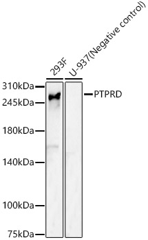 PTPRD Polyclonal Antibody