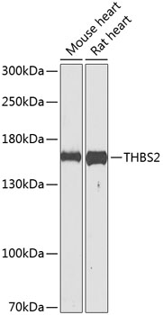 THBS2 Polyclonal Antibody