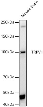 TRPV1 Polyclonal Antibody