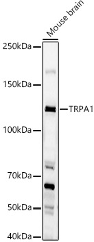 TRPA1 Polyclonal Antibody