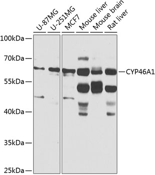 CYP46A1 Polyclonal Antibody