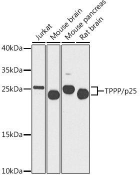 TPPP/p25 Polyclonal Antibody