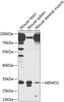 MEMO1 Polyclonal Antibody