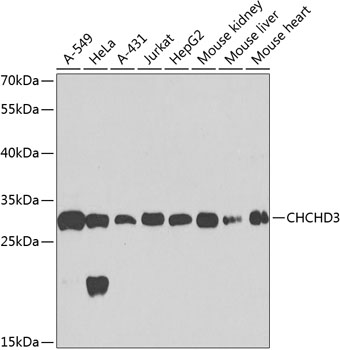 CHCHD3 Polyclonal Antibody