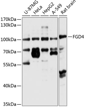 FGD4 Polyclonal Antibody