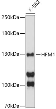 HFM1 Polyclonal Antibody