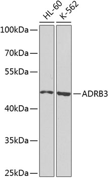 ADRB3 Polyclonal Antibody&nbsp;<img src="images/icon_newarrival.gif" alt="new" border="0">