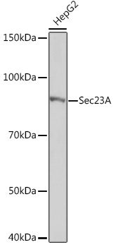 Sec23A Monoclonal Antibody [1D4R7]