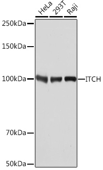 ITCH Monoclonal Antibody [7I7B10]
