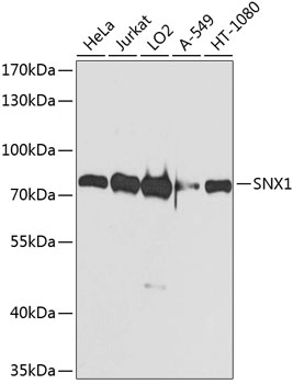 SNX1 Polyclonal Antibody