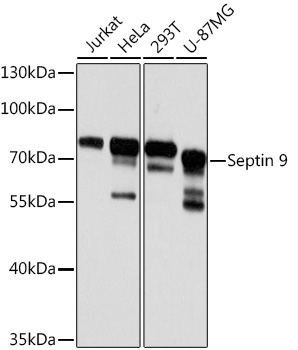 Septin 9 Polyclonal Antibody