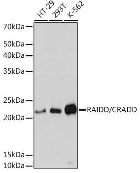 RAIDD/CRADD Monoclonal Antibody [3Z9N8]