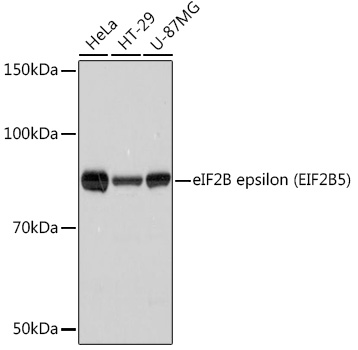 eIF2B epsilon (EIF2B5) Monoclonal Antibody [5M2D4]