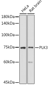PLK3 Polyclonal Antibody
