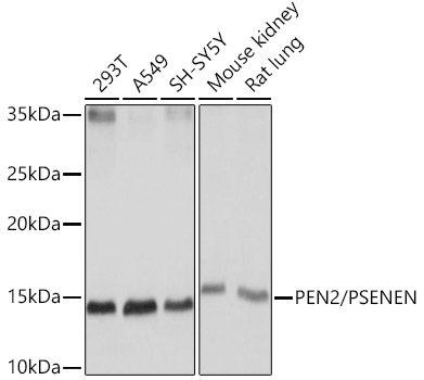 PEN2/PSENEN Monoclonal Antibody [6J5O4]