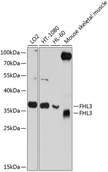 FHL3 Polyclonal Antibody