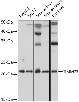 TIMM23 Polyclonal Antibody
