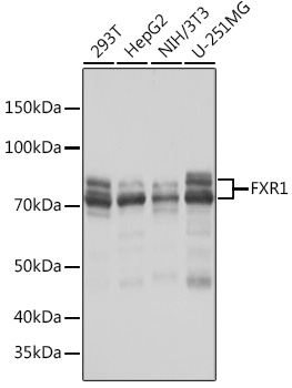 FXR1 Monoclonal Antibody