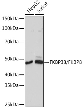 FKBP38/FKBP8 Monoclonal Antibody [2J7P6]