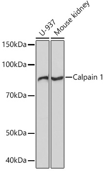 Calpain 1 Monoclonal Antibody [10E6O5]