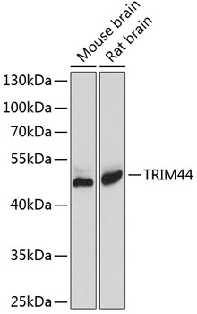 TRIM44 Polyclonal Antibody