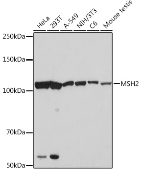MSH2 Monoclonal Antibody [2L9I4]