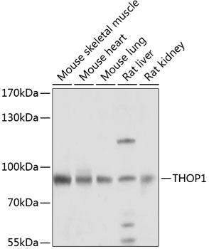 THOP1 Polyclonal Antibody