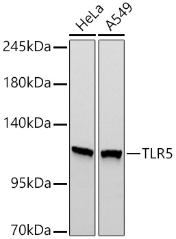 TLR5 Monoclonal Antibody [6P1Q10]