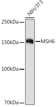 MSH6 Monoclonal Antibody [7M6T3]