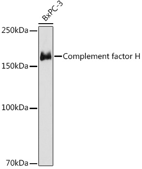 Complement factor H Monoclonal Antibody [10M8Q5]