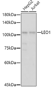 LEO1 Polyclonal Antibody