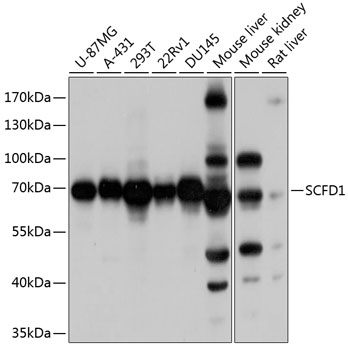SCFD1 Polyclonal Antibody
